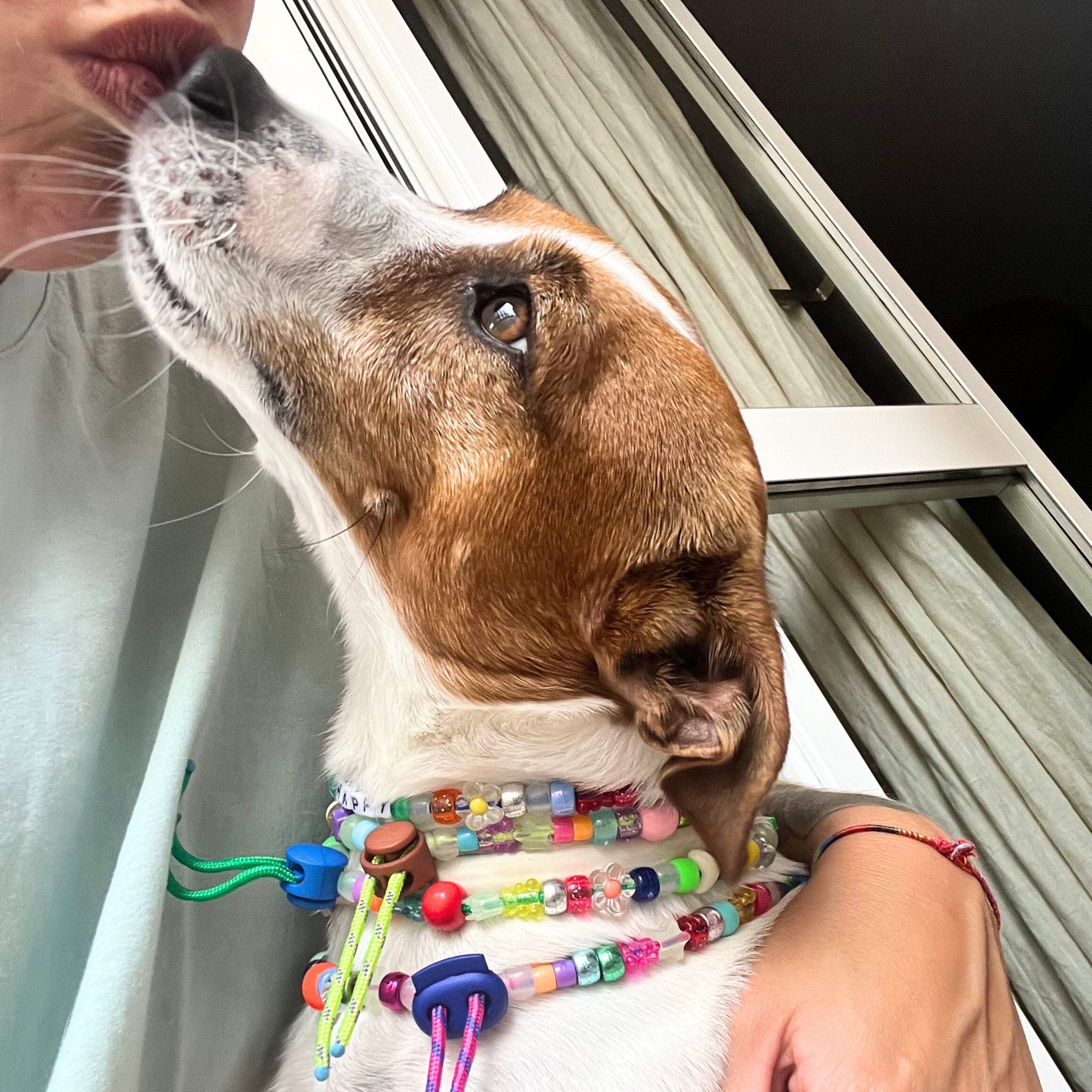 Collanina personalizzabile per cani Jampy con perline colorate su cane