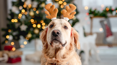 Natale con il cane: 7 cibi da evitare assolutamente