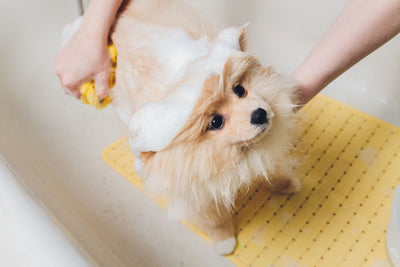 How to Wash Your Dog at Home, With What and Why?