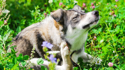 Perchè il tuo cane si gratta? Cause e soluzioni