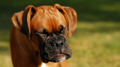 L'antiparassitario perfetto per il tuo cane esiste