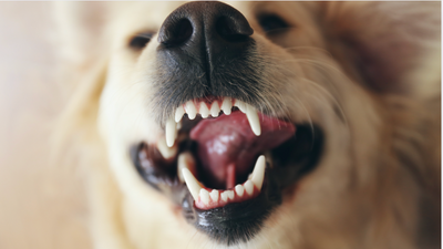 Devo pulire i denti al cane: guida definitiva per la salute dentale canina