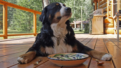 Errori comuni nell'alimentazione del cane e come evitarli
