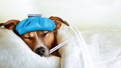 Rinforza il sistema immunitario del tuo cane