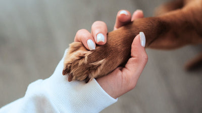 Zampe dei cani: perché è fondamentale prendersene cura