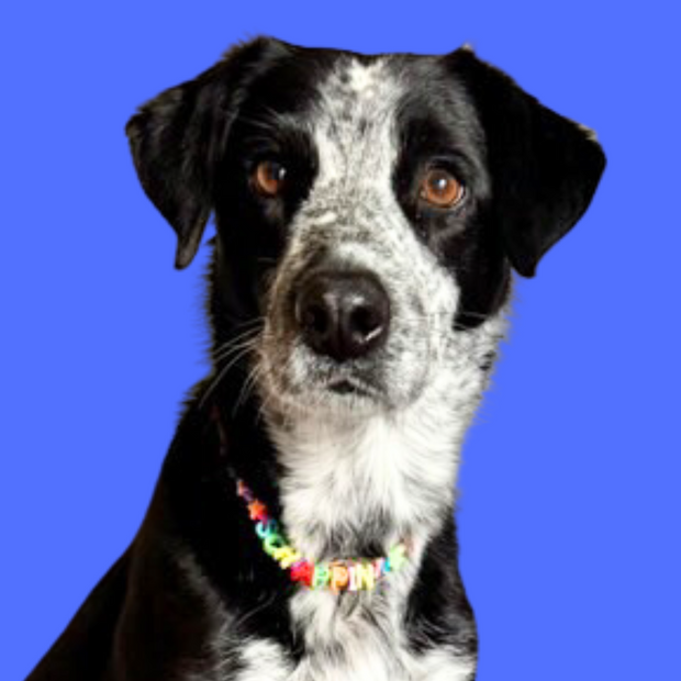 Doggy necklace