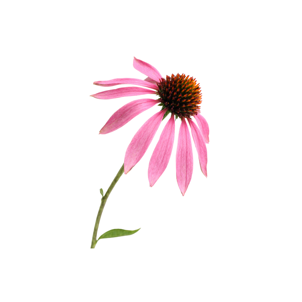 integratore multivitaminico jampy per supportare sistema immunitare del cane con echinacea