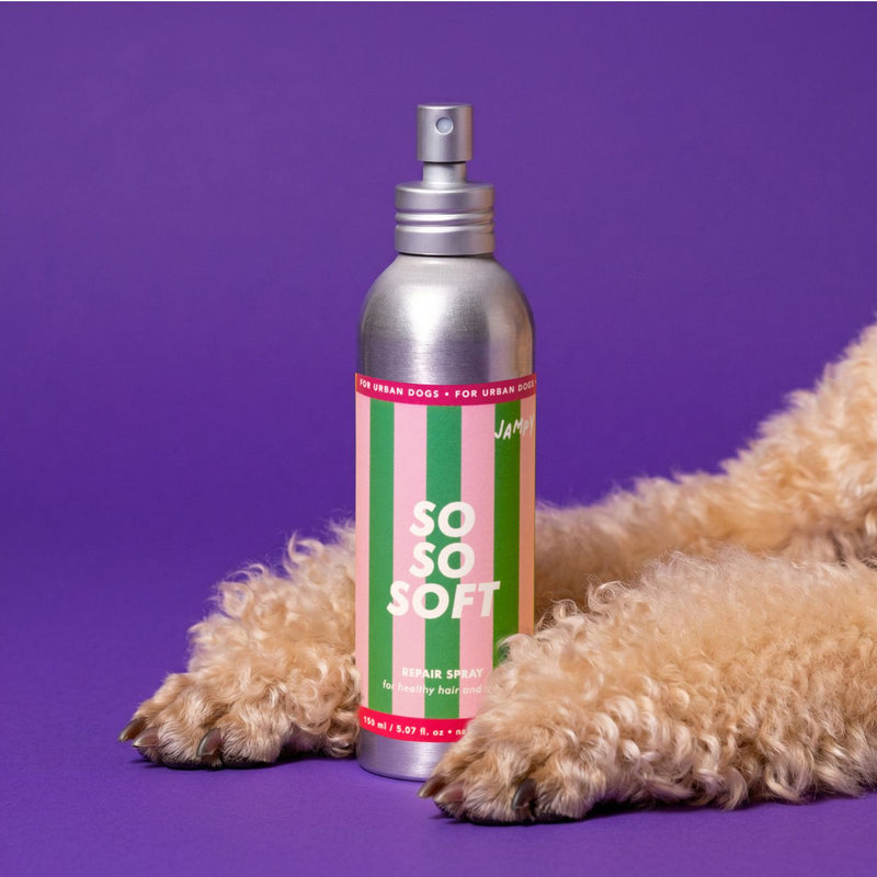 districante pelo cane barboncino pomerania pelo lungo jampy